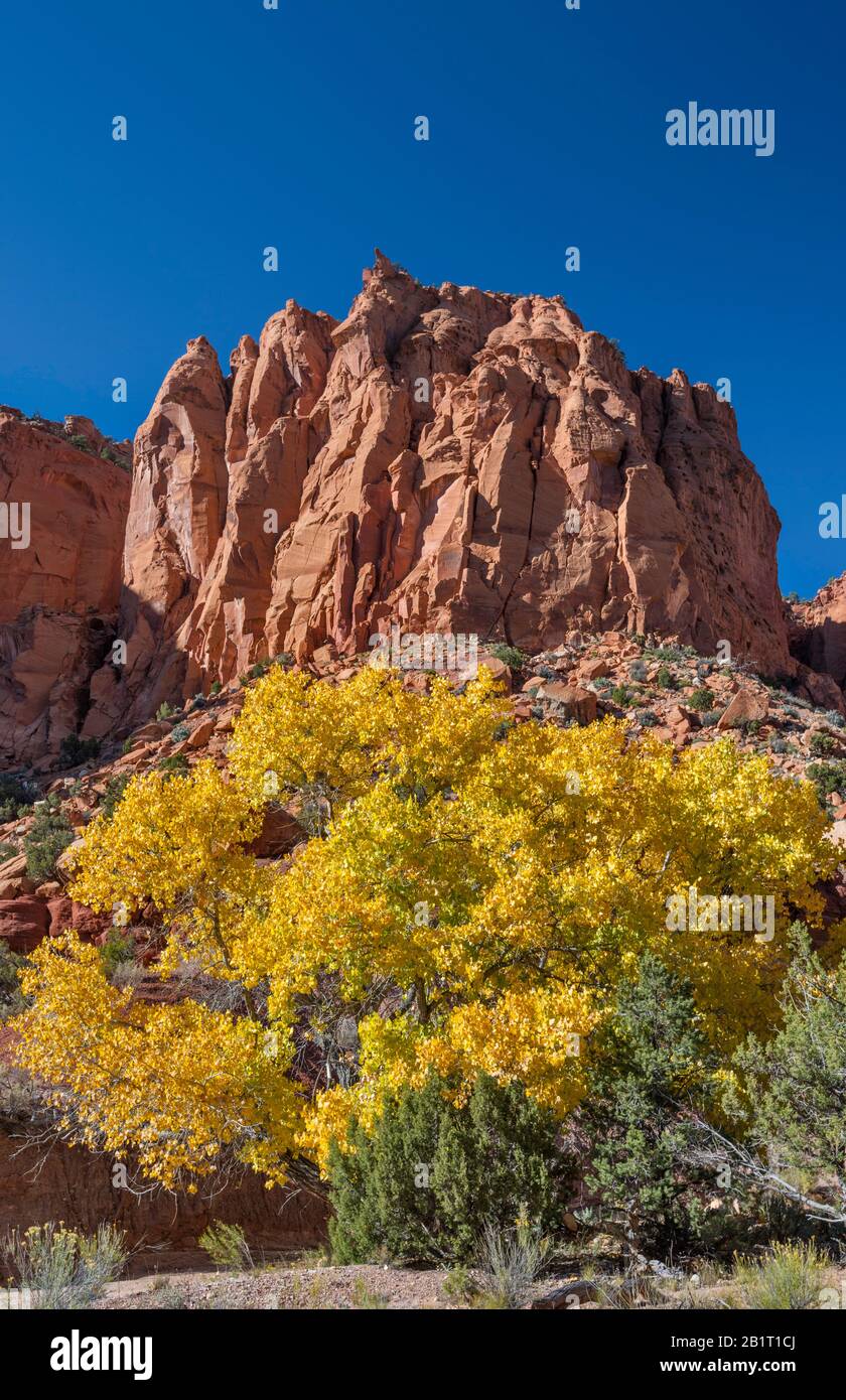 El árbol de madera de algodón de Fremont en colores otoñales, rocas de piedra arenisca Wingate, Long Canyon, Burr Trail Road, Grand Staircase-Escalante National Monument, Utah Foto de stock