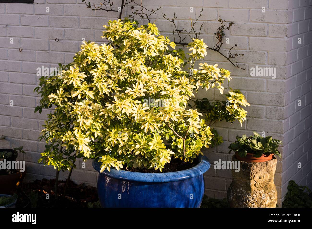 Un ejemplo brillante de una planta bien elegida (Choisya ternata Sundance) que añade luz dorada incluso en los días más oscuros del invierno. Creciendo en una sembradora azul grande Foto de stock