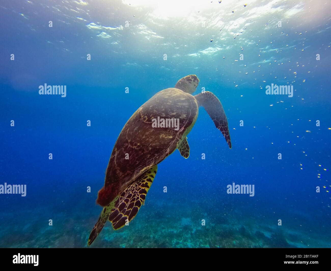 Hermosa tortuga de vida marina en Cancún México América del Norte Foto de stock