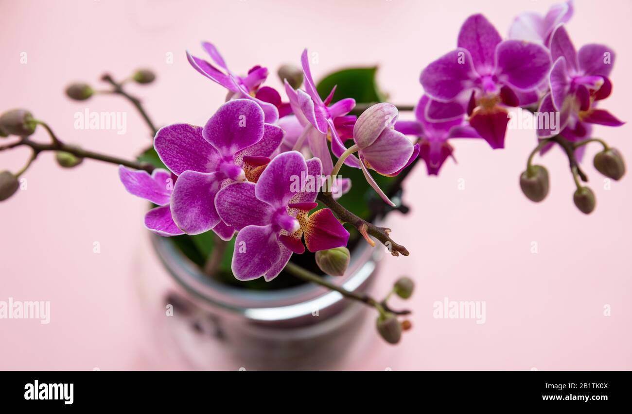 Primavera, semana santa. Flores de orquídeas de color púrpura ramo sobre  fondo rosa, vista en ángulo alto, espacio de copia. Concepto de día de la  mujer o de día de la madre