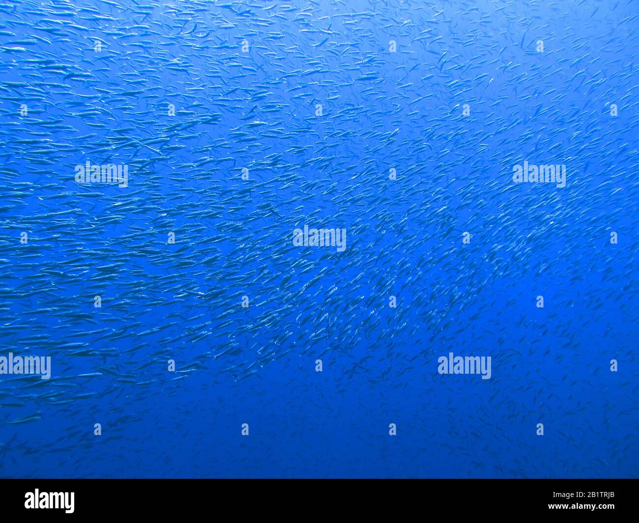 Fuesilierfische St. Johns, Riff Rotes Meer, Aegypten Foto de stock