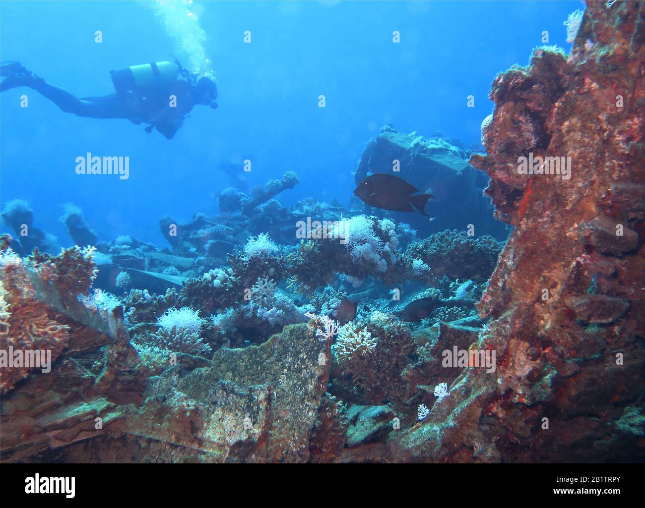 Rack, Rotes Meer, Aegypten Foto de stock