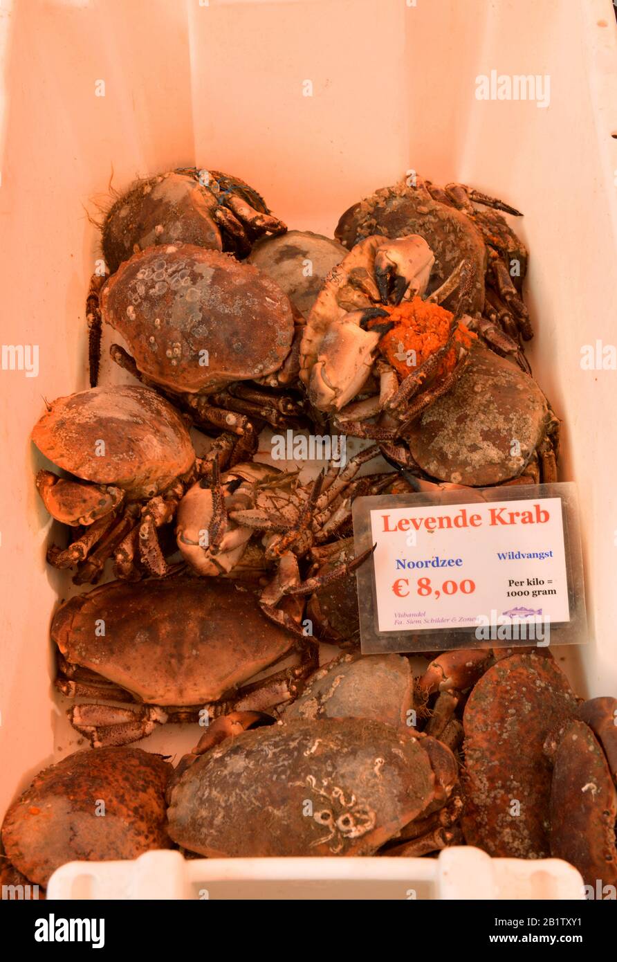 Krabben, Fischhandel, Albert Cuyp Markt, Albert Cuypstraat, Amsterdam, Niederlande Foto de stock