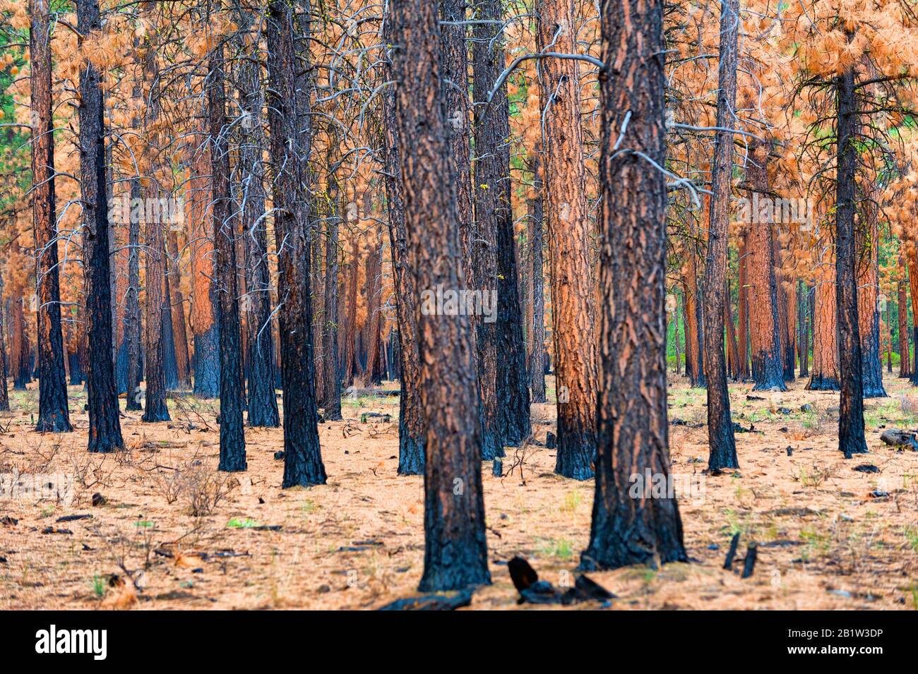Bosque quemado en Deschutes National Forest justo a las afueras de Sister's Oregon Foto de stock