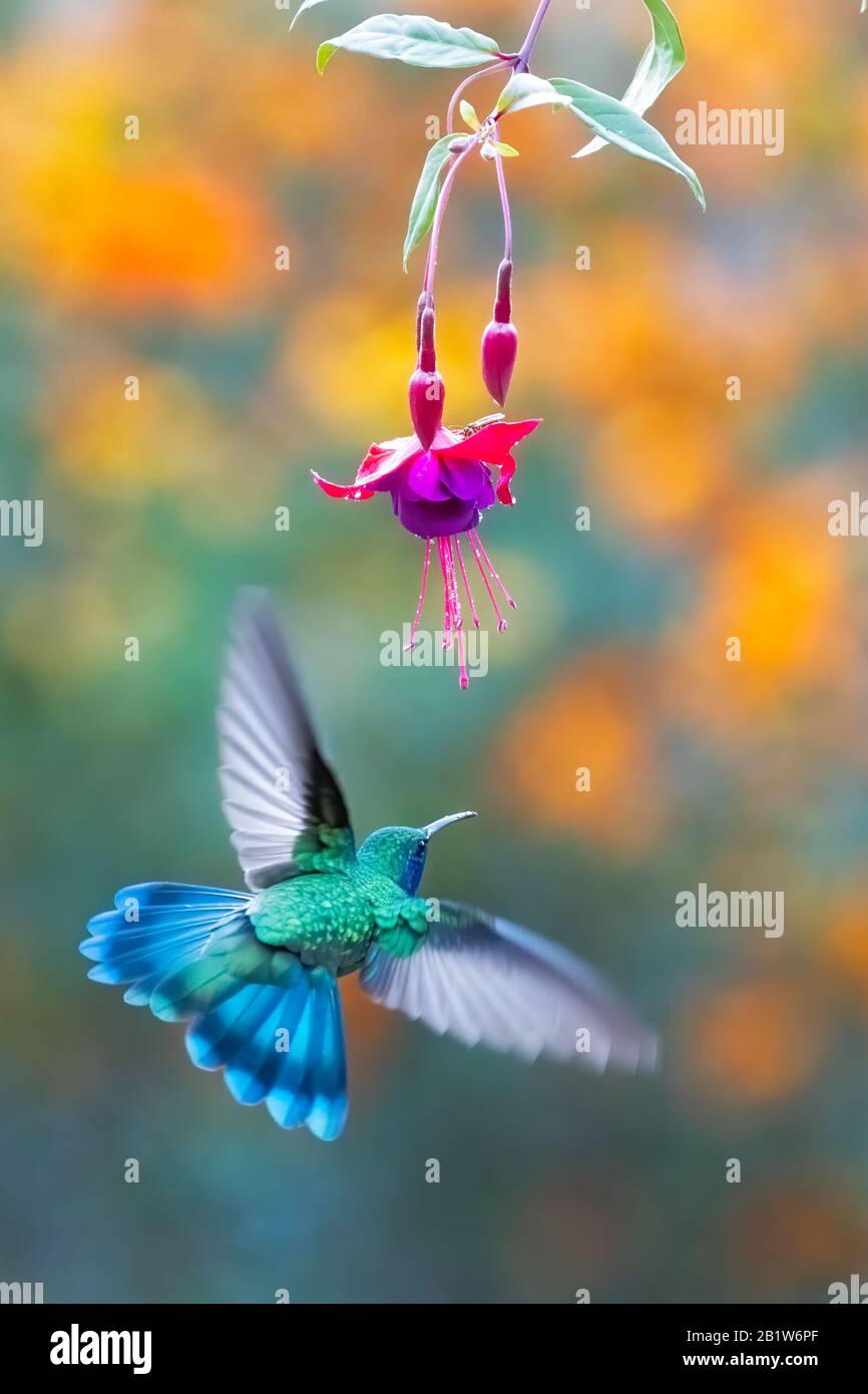 Un Violetear pequeño (Colibri cyanotus) alimentándose en néctar de flores en el bosque nublado de San Gerardo de Dota, Costa Rica. Foto de stock