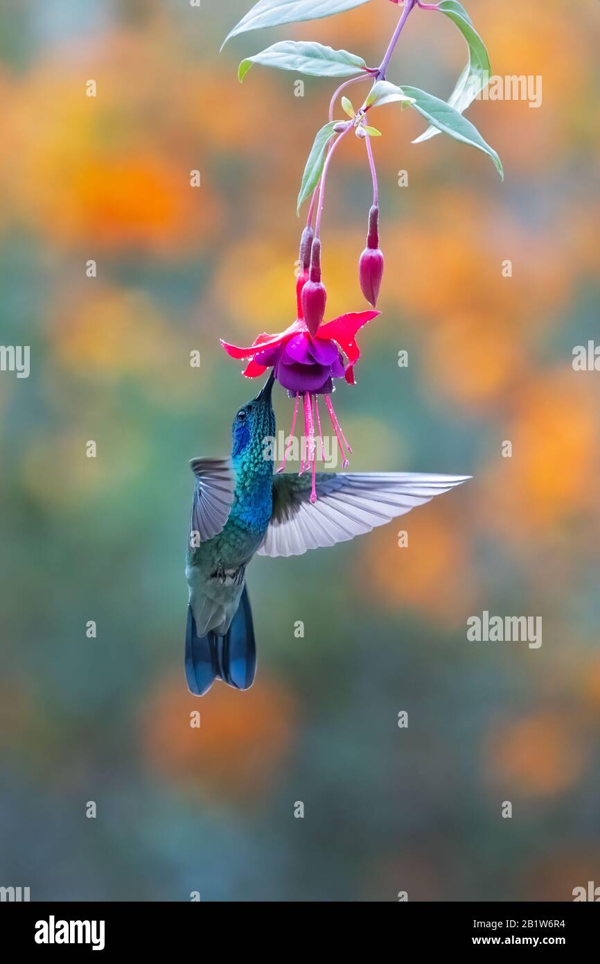 Un Violetear pequeño (Colibri cyanotus) alimentándose en néctar de flores en el bosque nublado de San Gerardo de Dota, Costa Rica. Foto de stock
