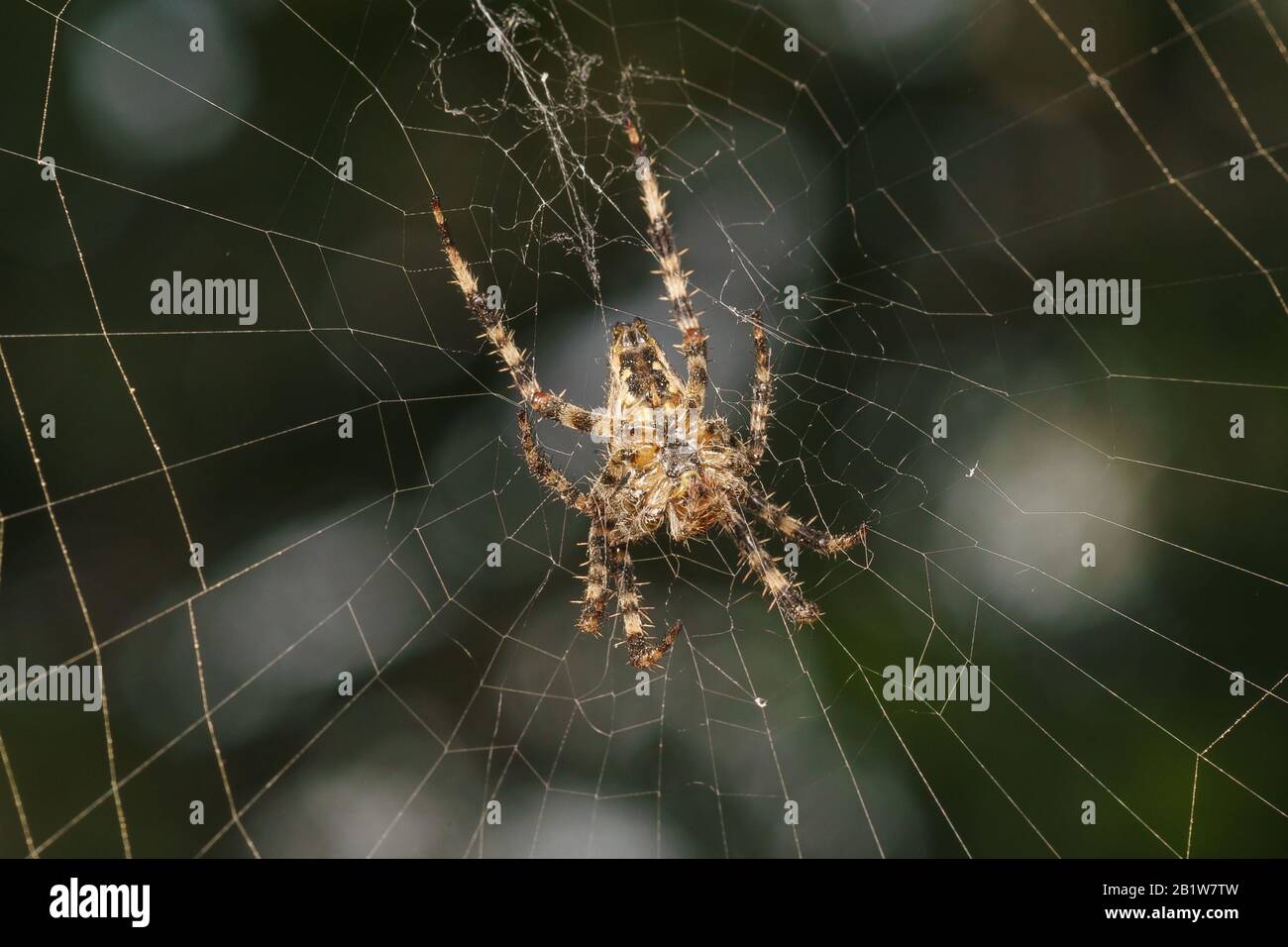 El abdomen de la araña una araña de jardín (lat. Araneus) tipo de arañas araneomórph de la El abdomen de la araña una araña de jardín (lat. Araneus) tipo de arañas araneomórph de la