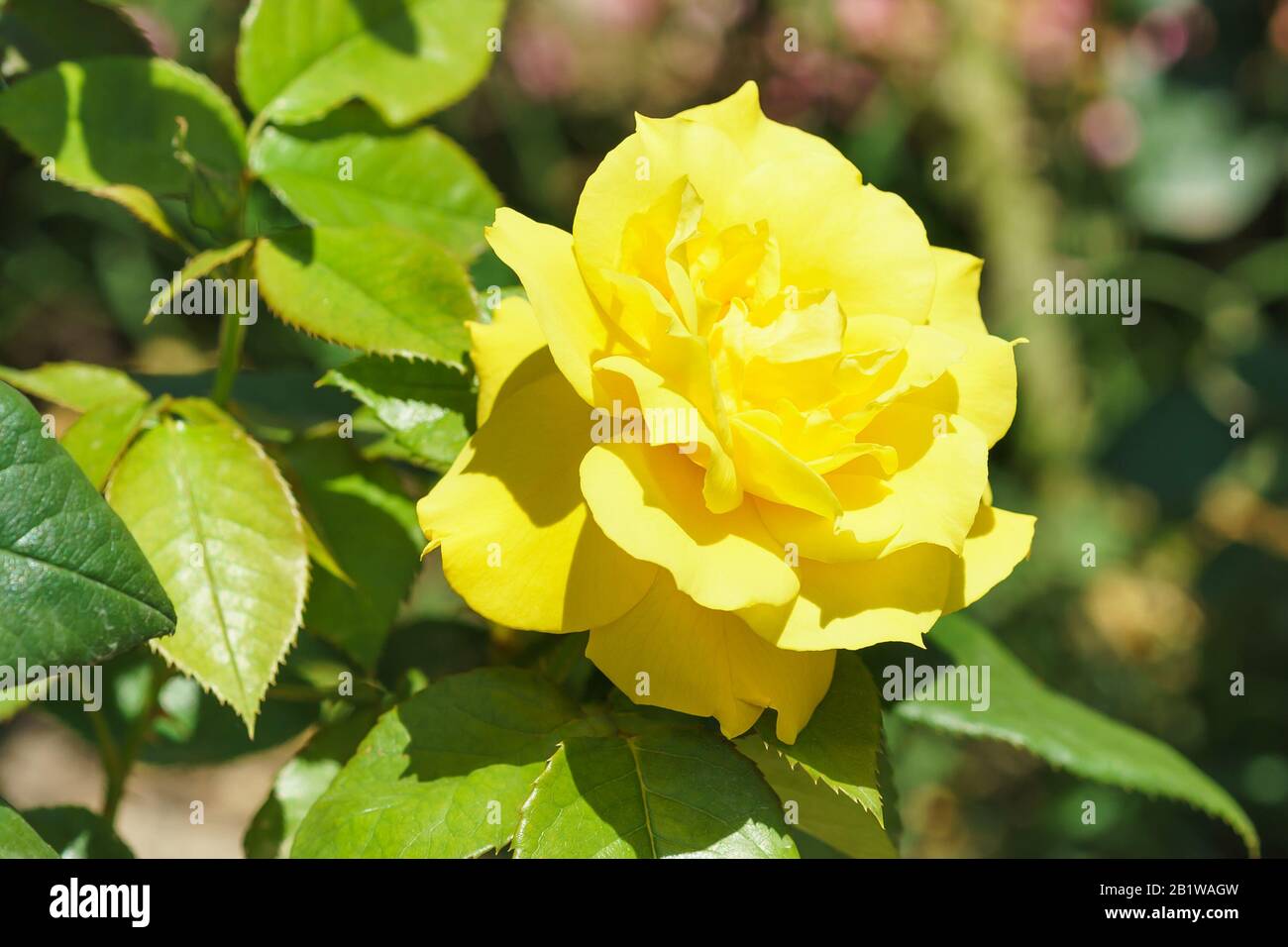 Amarillo Rosa Floribunda Meilland Anthonie. Día de verano Foto de stock