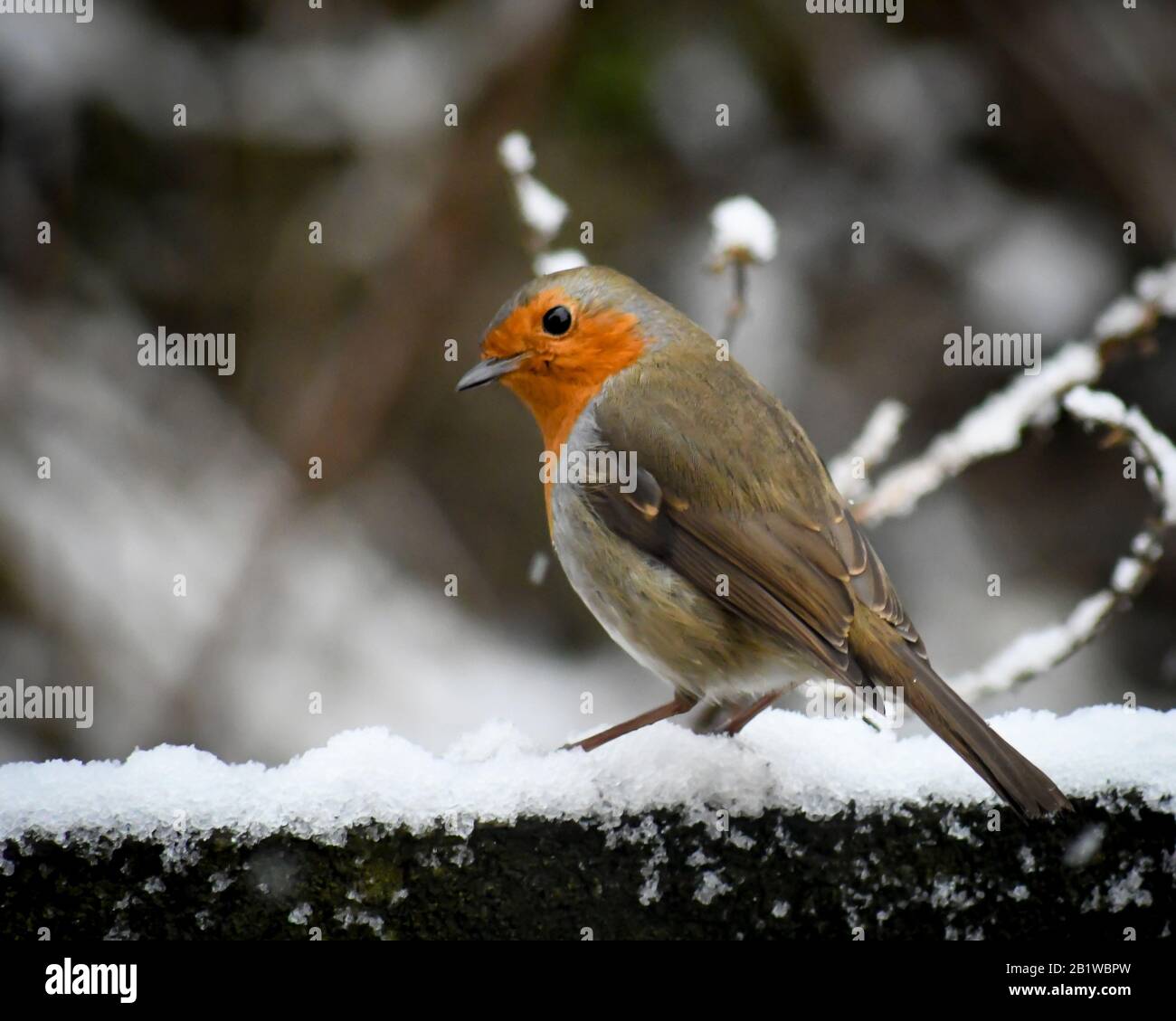 robin en una rama en la nieve Foto de stock