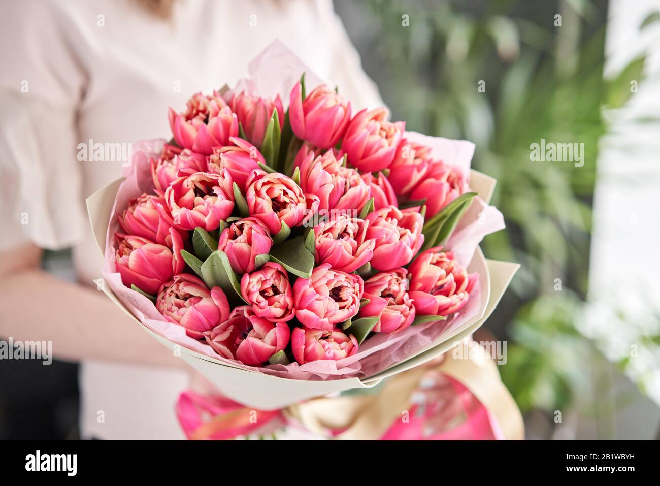 Tulipanes carmesí de color en la mano de la mujer. Ramo de primavera de tulipanes  rojos en las manos. Ramo de flores de primavera recién cortadas Fotografía  de stock - Alamy