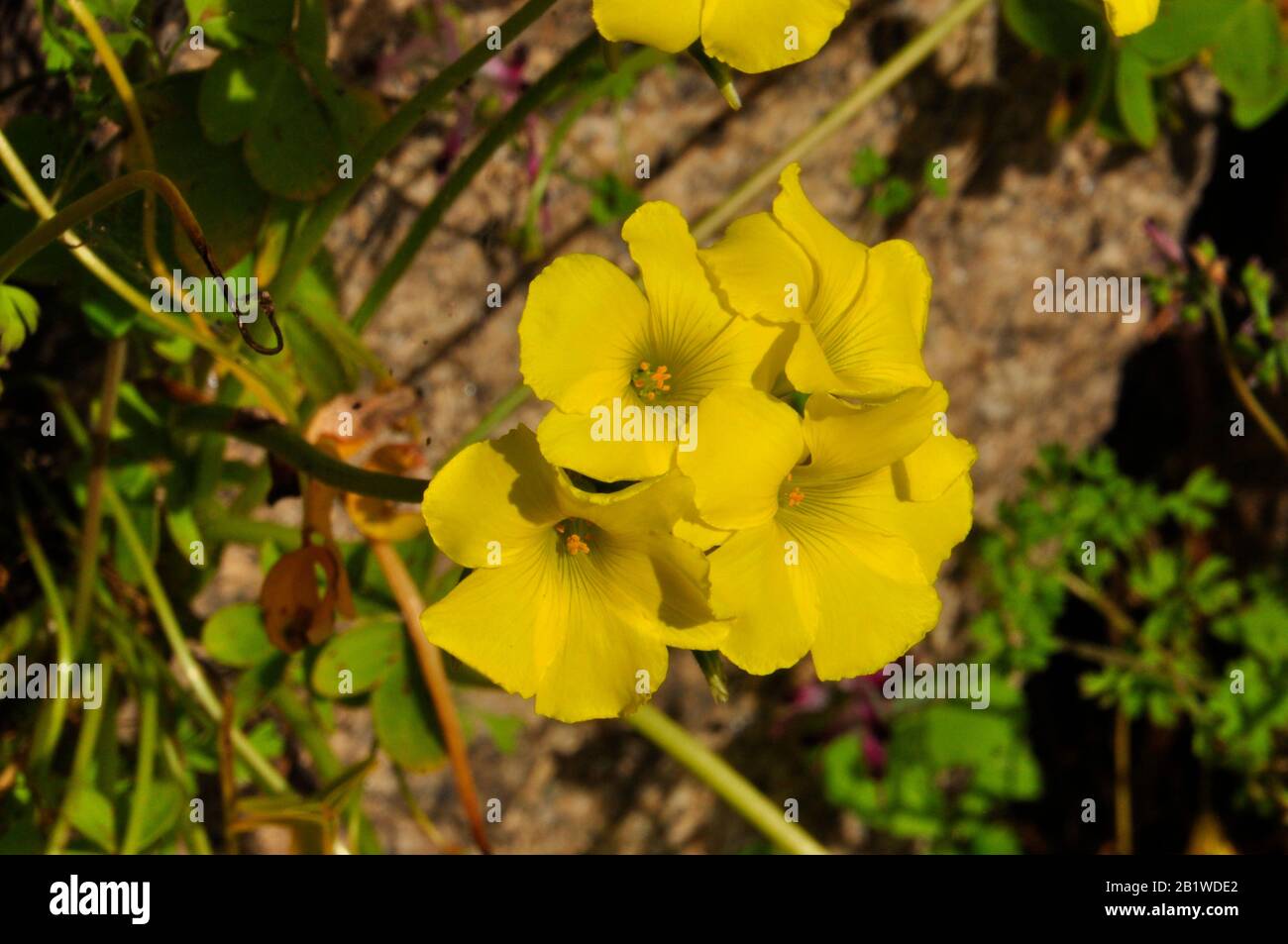Bermuda Buttercup,Oxalis pes-Caprae,flor amarilla brillante nativa de Sudáfrica,la maleza invasora crece salvaje en las Islas de Scilly,Cornwall. REINO UNIDO. Foto de stock