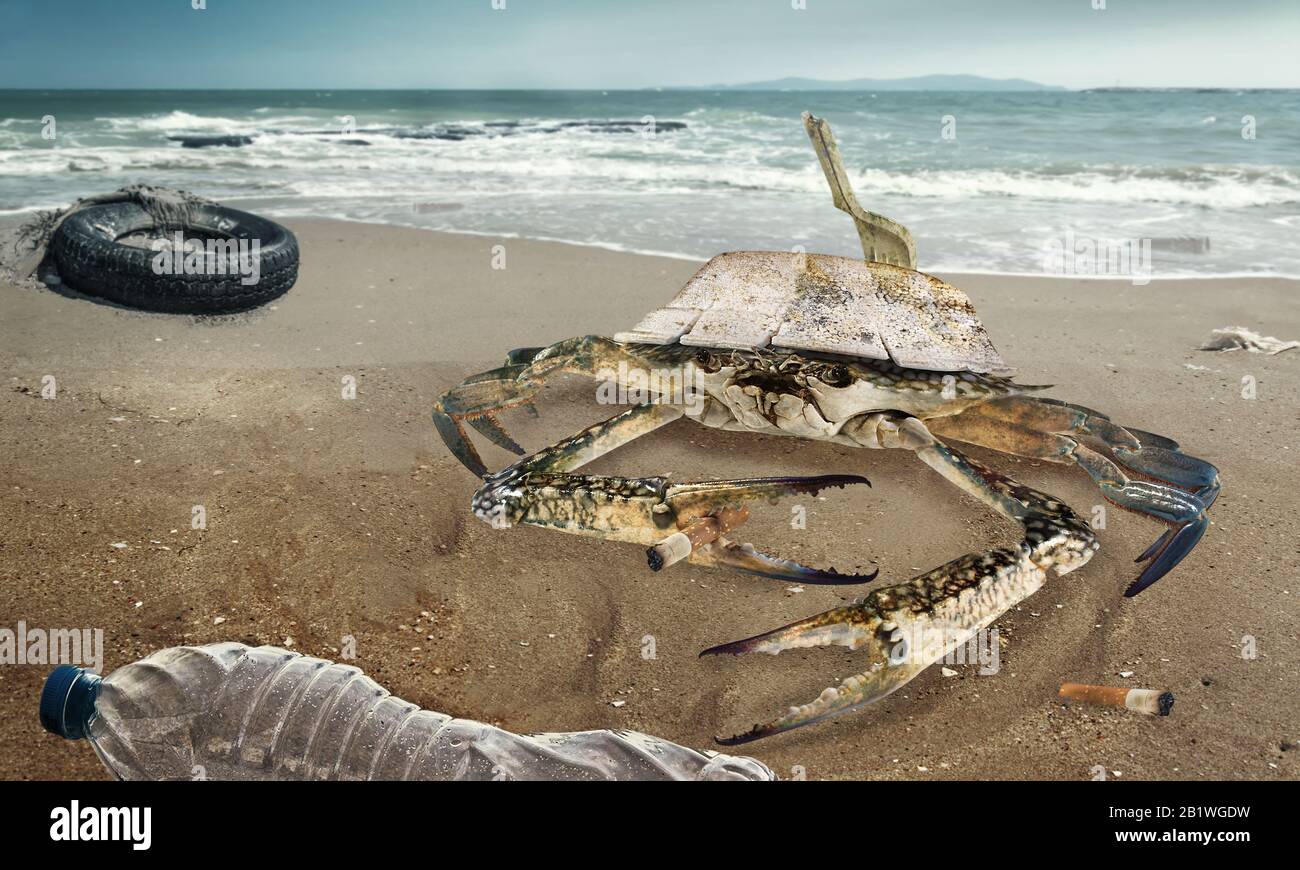 Cangrejo en playa contaminada. Contaminación de los neumáticos de los coches y las botellas de plástico en charco turbio en la playa. (Concepto de entorno) Foto de stock