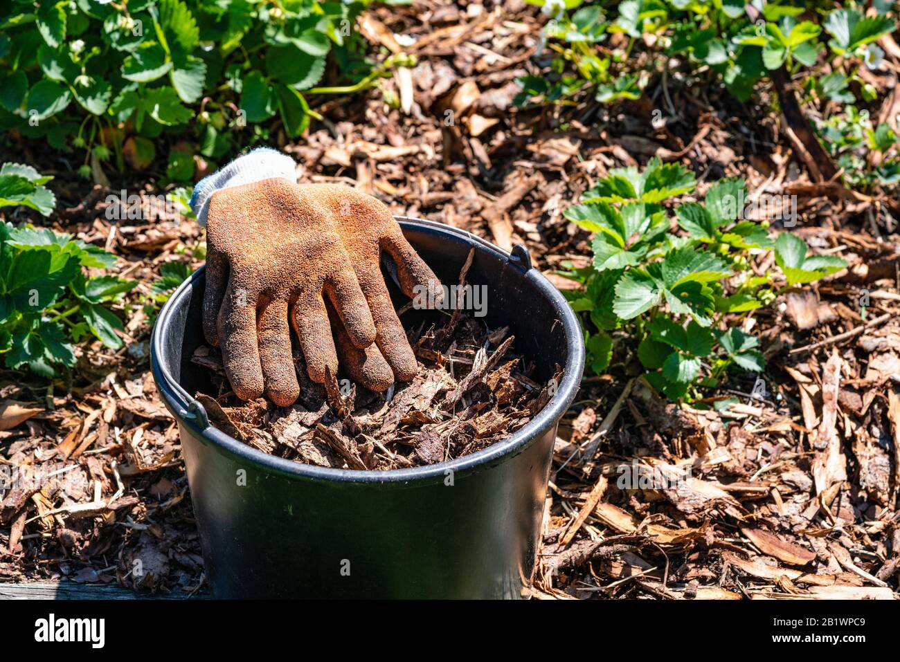 Cubo negro con corteza de pino y guantes de jardín naranja después de trabajar en el lecho de fresa. Todo el suelo está cubierto por la corteza para proteger las bayas, de cerca Foto de stock
