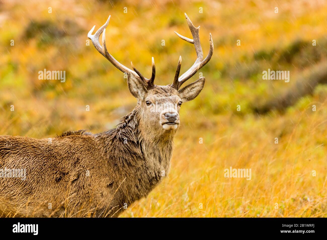 Red Deer Stag (nombre científico: Cervus elaphus) con 11 puntos de cuernos en otoño con fuerte lluvia cayendo. Cerca del majestuoso Monarca del Glen. Foto de stock