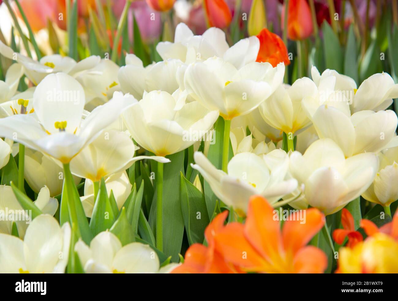 Delicados tulipanes blancos sobre un fondo borroso. Símbolo de primavera, amor, ternura y felicidad. Foto de stock