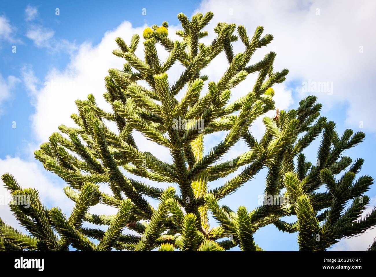 Araucaria araucana comúnmente llamado el árbol del rompecabezas del mono, árbol de la cola del mono, piñonero, o pino chileno Foto de stock