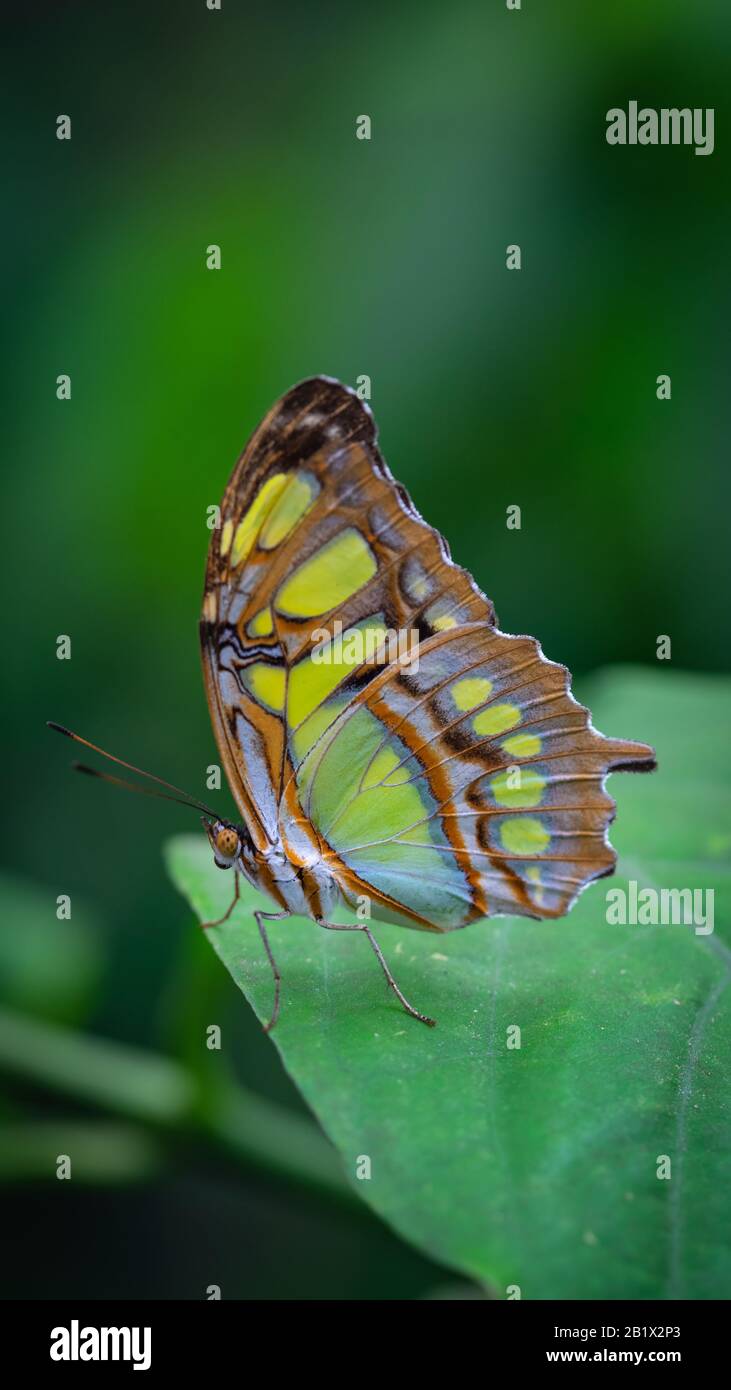 La malaquita (Siproeta stelenes) es una mariposa neotropical con patas de pincel (familia Nymphalidae). Una de las especies de mariposas más familiares en su área de distribución Foto de stock