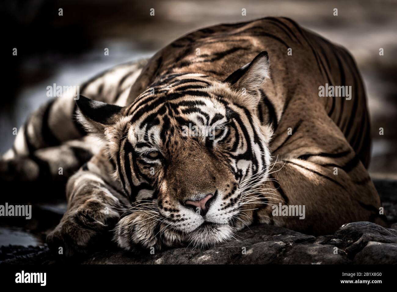 Ranthambore tigre macho silvestre arte imagen retrato de tigre de bengala macho silvestre extremo de cerca con contacto visual en el parque nacional ranthambore india Foto de stock