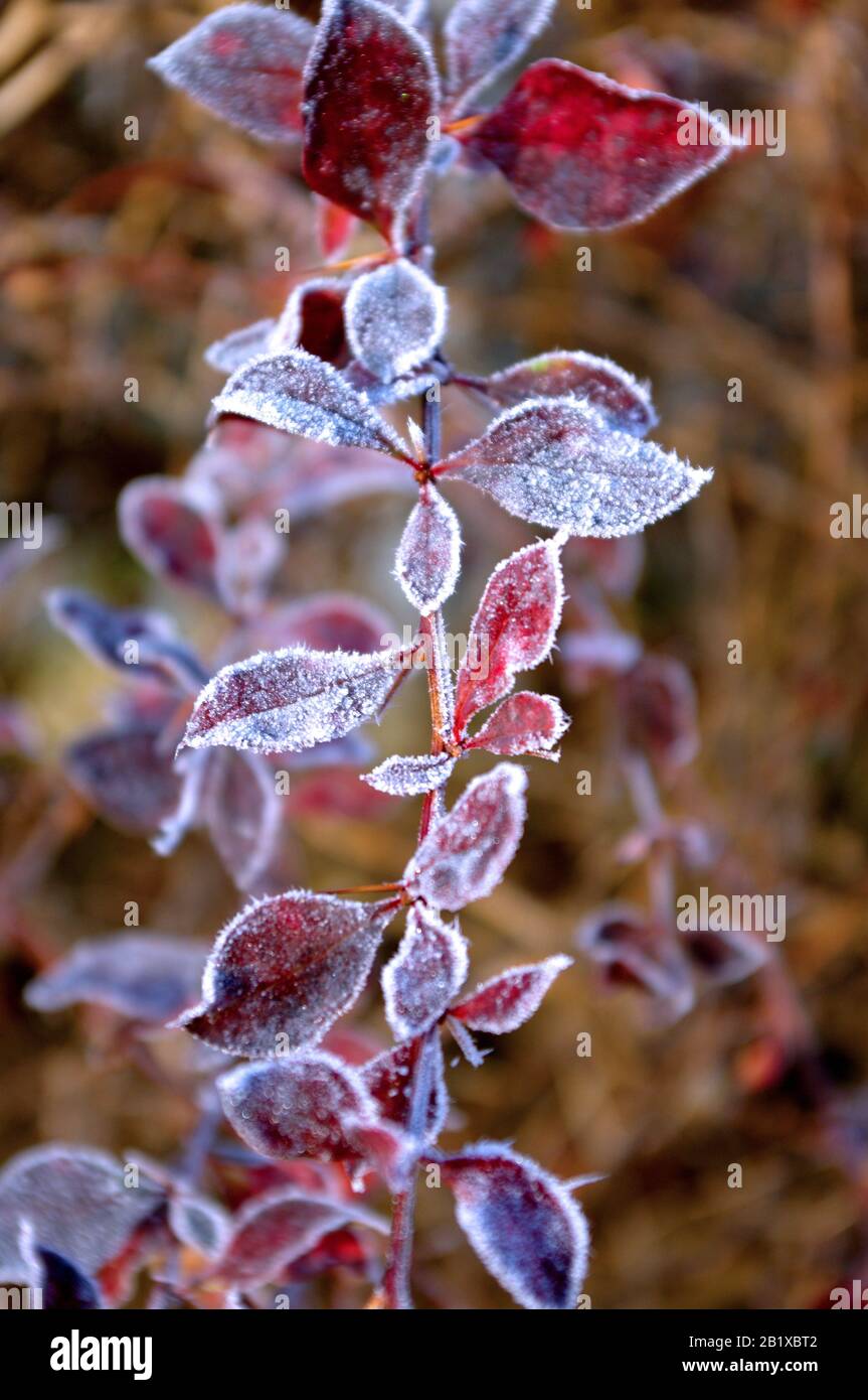 Azalea de escarcha con hojas rojas. Clima frío. Disparo macro. Principios  del invierno . Fondo difuminado Fotografía de stock - Alamy