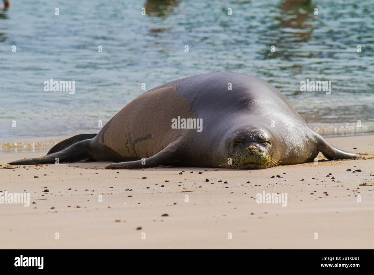 La foca monje hawaiana Foto de stock