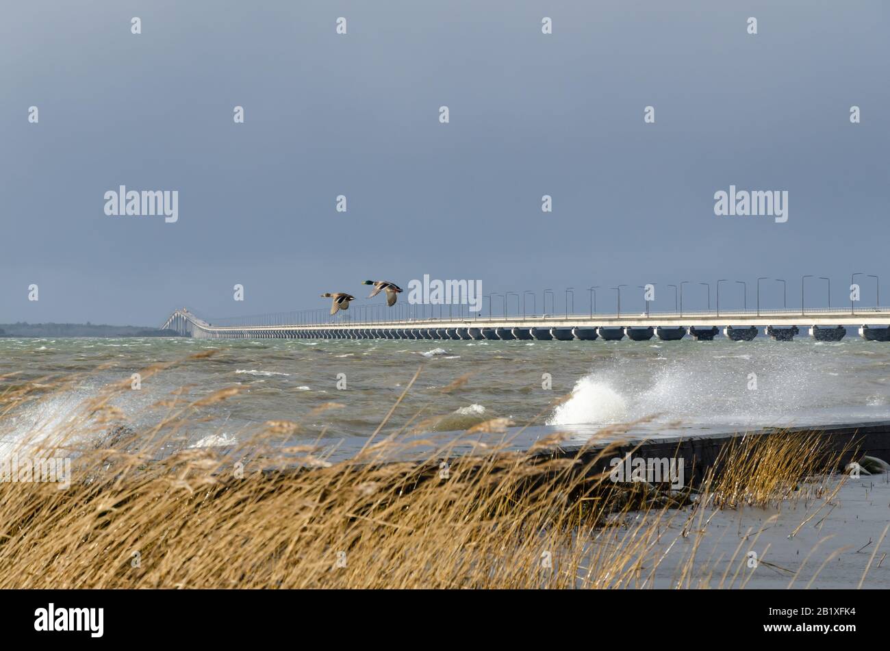 El puente Oland que conecta la isla Oland con Suecia continental con patos voladores un día tormentoso Foto de stock