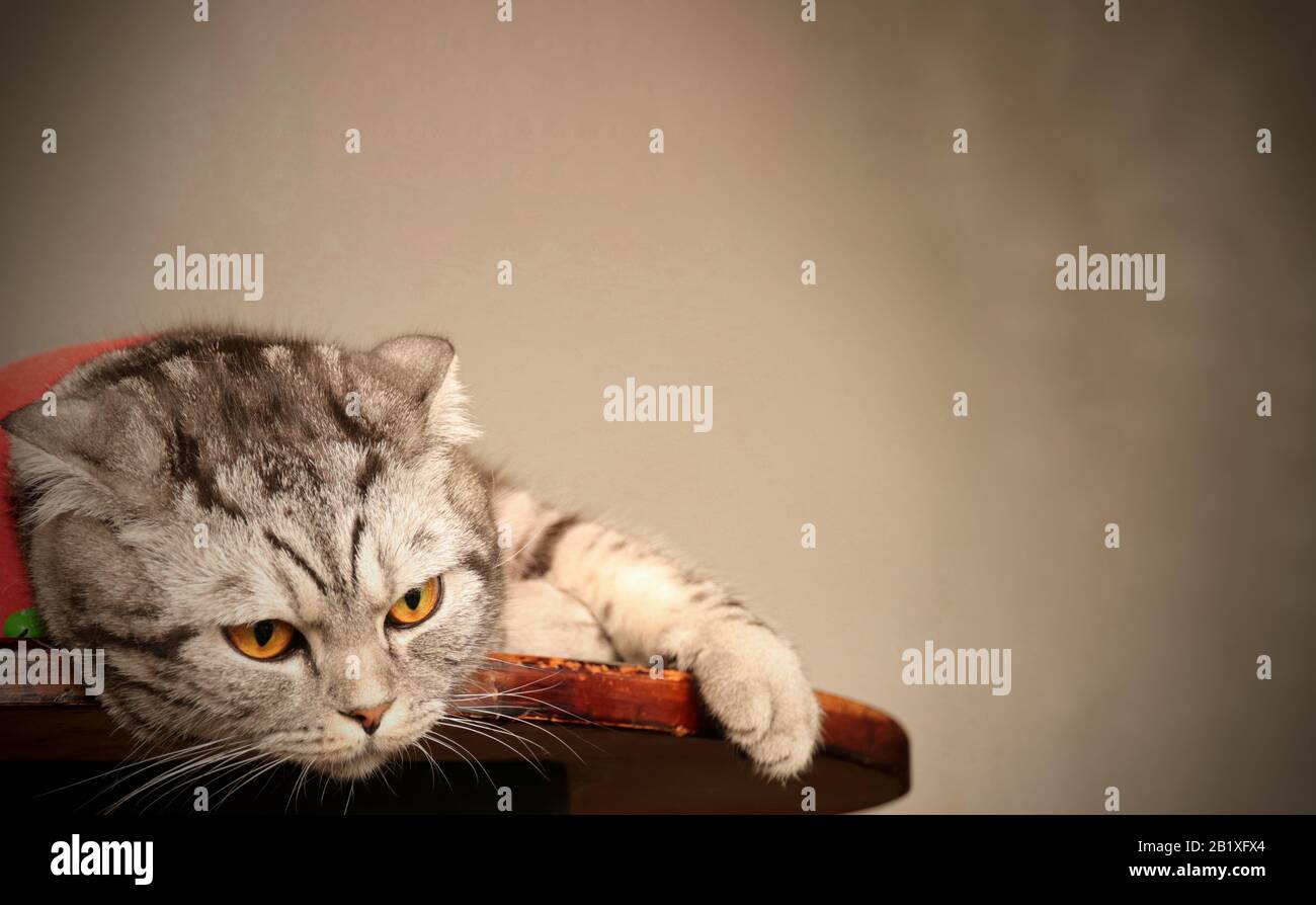 Un gato escocés abisado y enojado folla en una mesa para mostrar el concepto de cuarentena en el hogar, auto aislamiento y distanciamiento social durante la pandemia del covid-19 Foto de stock