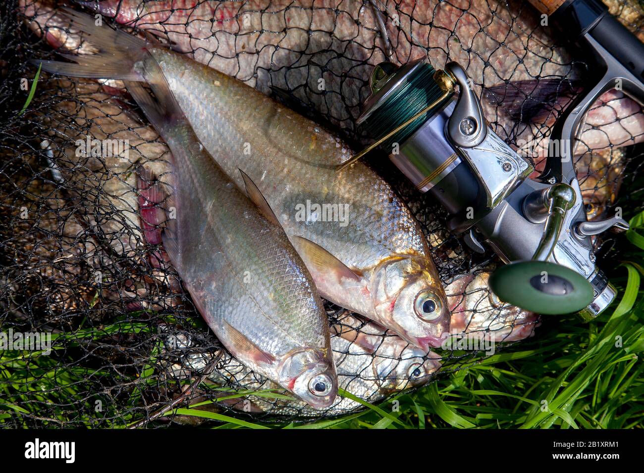 Concepto de pesca. Los peces de agua dulce y cañas de pescar con tambores  de keepnet con capturas de pesca en ella. Dos dulce el sargo o plata dorada  en keepne Fotografía