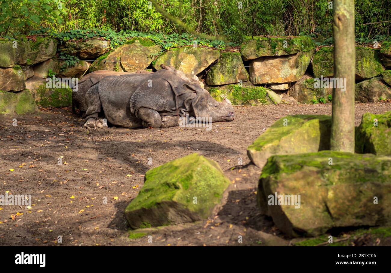 Rinoceronte blanco macho solitario descansando a la sombra de un árbol blijdorp rotterdam países bajos Foto de stock
