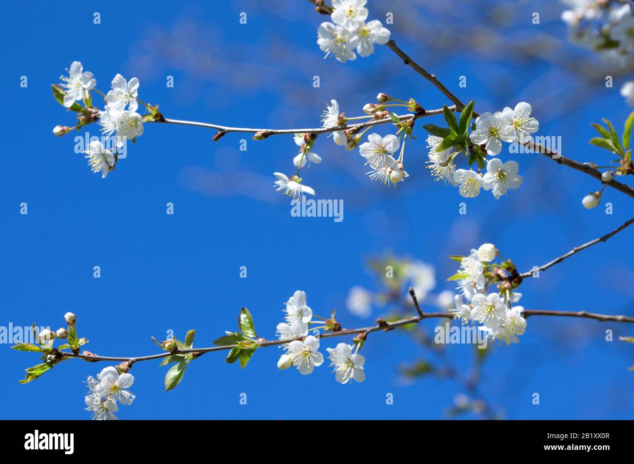 Hermosas ramas de cerezos en flor con amplias flores blancas abiertas sobre  el fondo de un cielo azul Fotografía de stock - Alamy