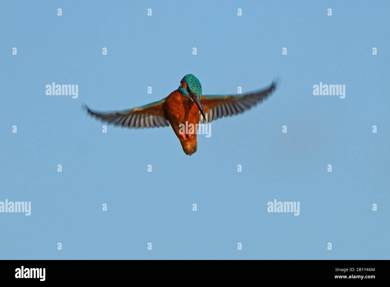 Kingfisher-Alcedo en este hvers. Foto de stock