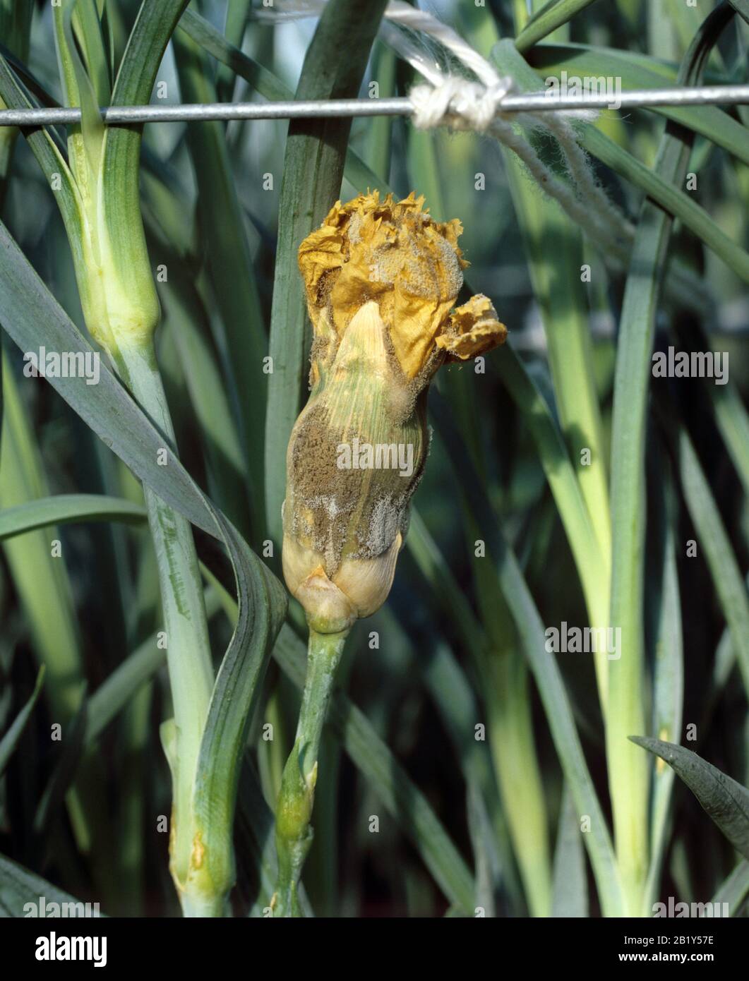 Infección de moho gris (Botrytis cinerea) en el brote de clavel (Dianthus sp.) en un cultivo de invernadero de flores cortadas Foto de stock