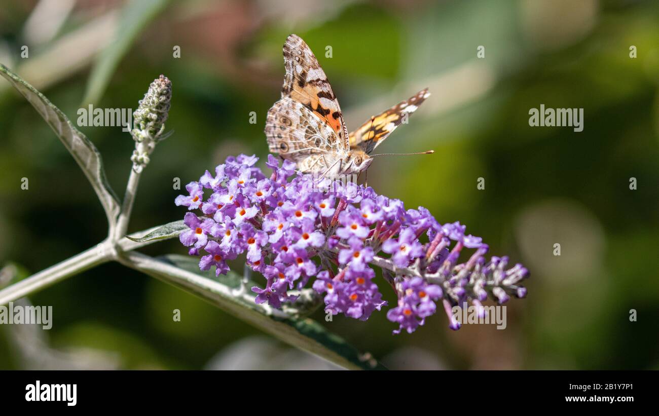Mariposa posada en flor fotografías e imágenes de alta resolución - Página  7 - Alamy