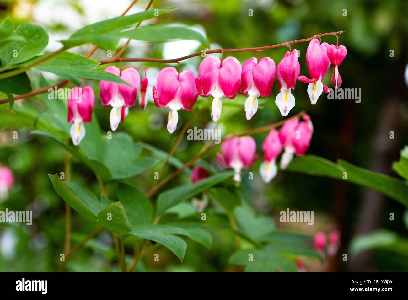 Lamprocapnos spectabilis Dicentra spectabilis - Detalle de la flor rosa Con Forma de corazón Foto de stock