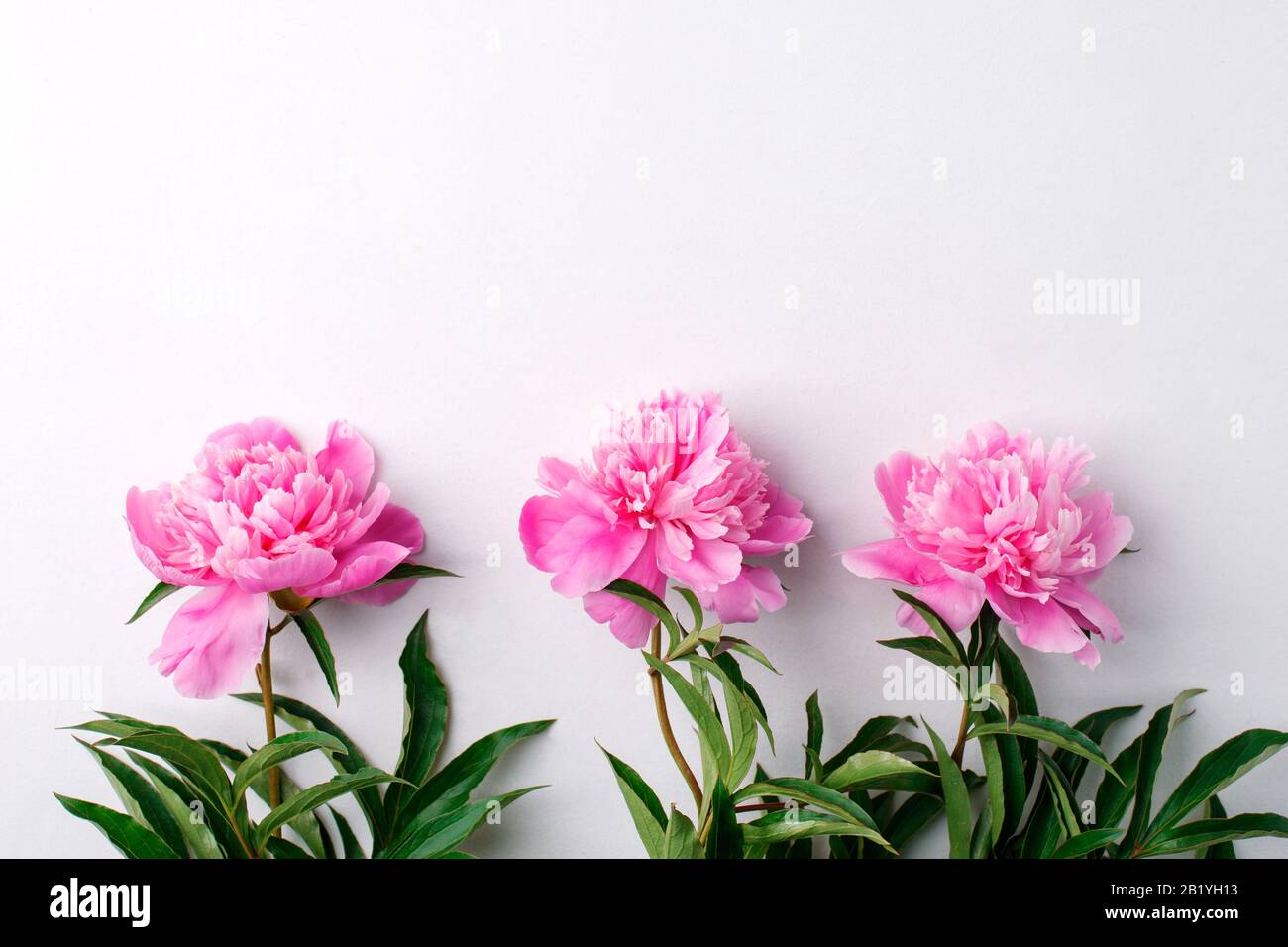Composición de las flores. Marco hecho de flores de peonías blancas rosadas sobre fondo blanco. Plano, vista superior, espacio para copias, boda, cumpleaños, pascua, madre wom Foto de stock