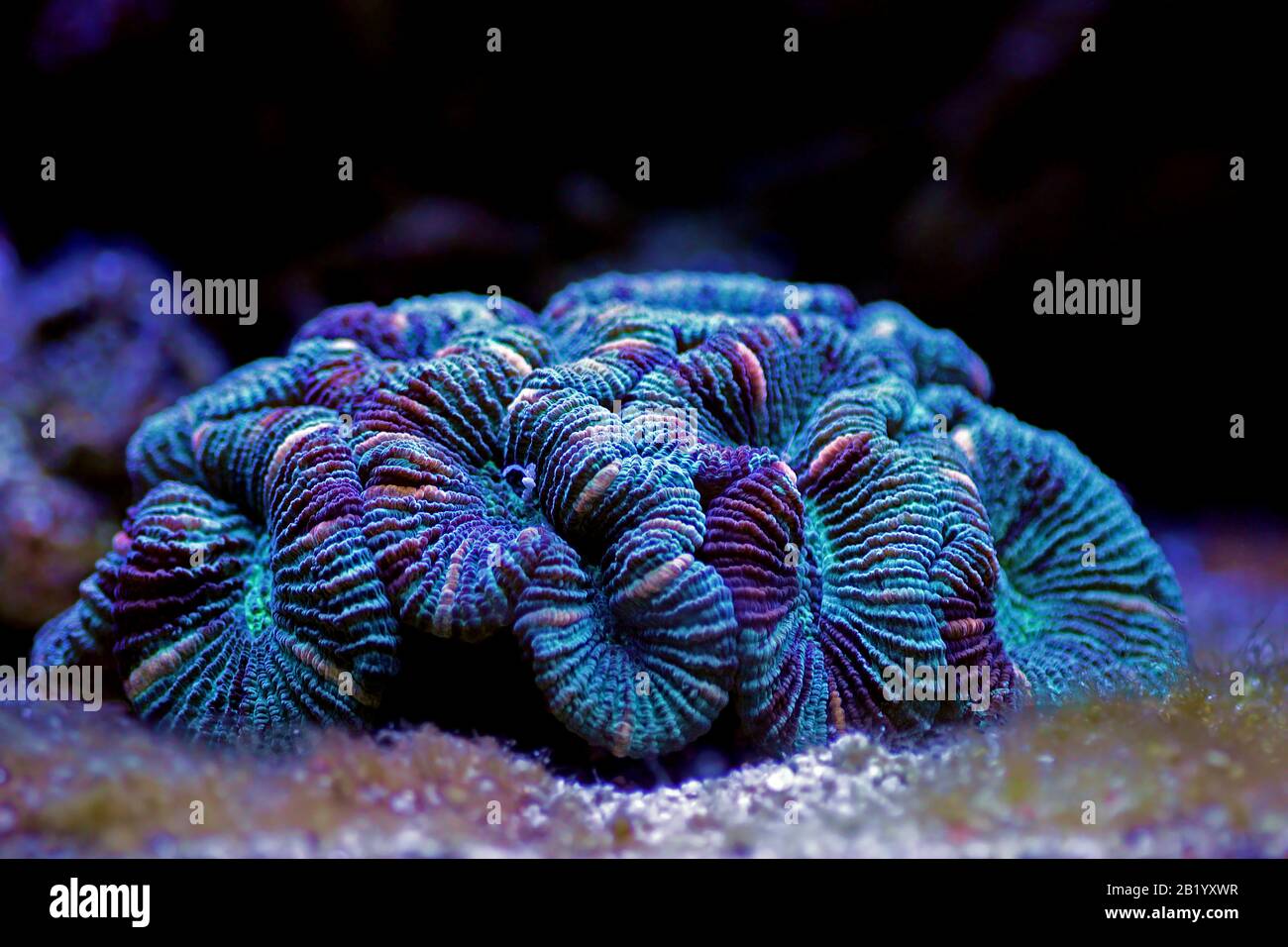 Wellsophyllia plegado cerebro abierto coral LPS Foto de stock