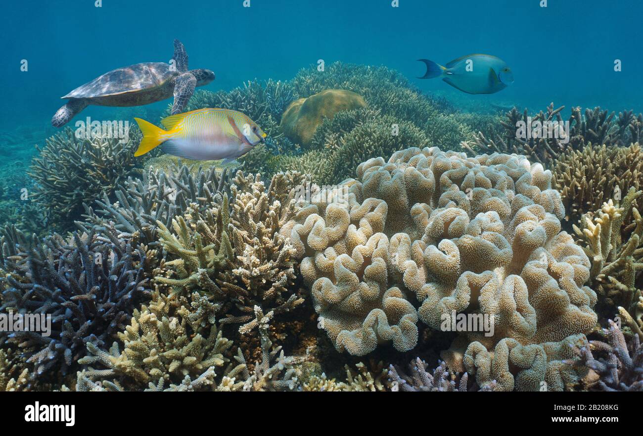 Océano Pacífico Sur, arrecife de coral en buenas condiciones bajo el agua, Oceanía Foto de stock