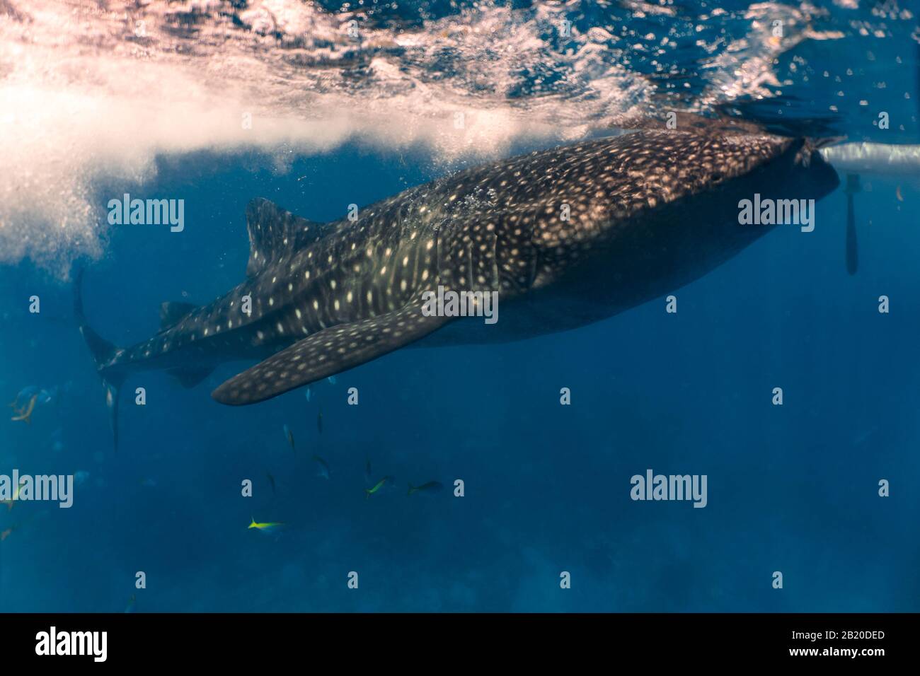 Encuentro cercano con un whaleshark (Rhincodon typus) mientras se alimenta en la superficie. Oslob, Cebú Foto de stock