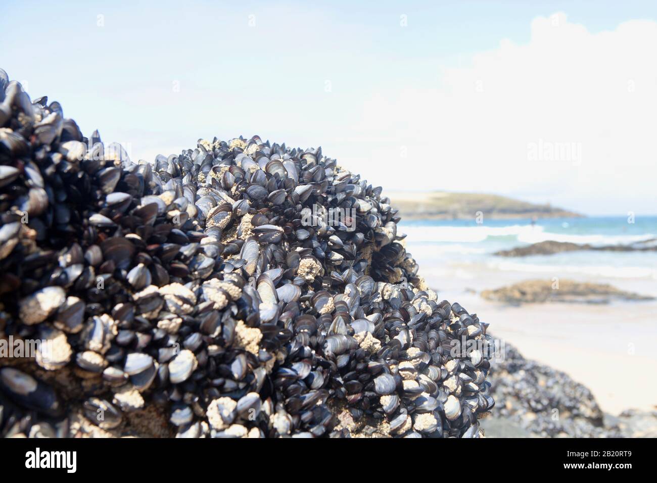 Una gran roca expuesta en marea baja, cubierta de mejillones. Harlyn Bay, North Cornwall, Reino Unido. Foto de stock