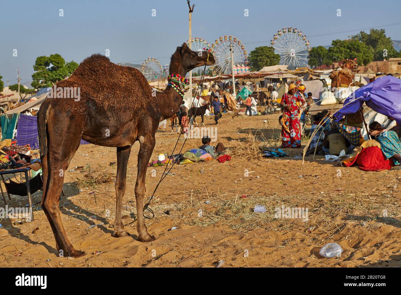 Feria de camellos y ganado, Puskar Mela, Pushkar, Rajasthan, India| Foto de stock