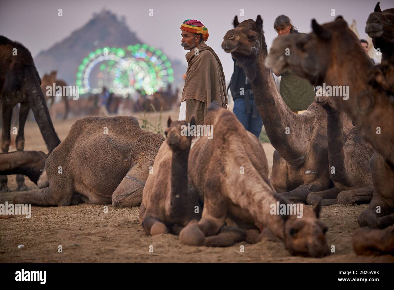 Hombres nómadas de la tribu con turbans tradicionales, camello y feria de ganado, Puskar Mela, Pushkar, Rajasthan, India Foto de stock