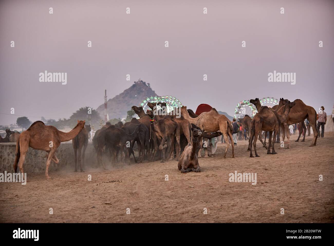 Los camellos delante de la rueda de la fortuna, el recinto ferial en la feria de ganado y camellos Pushkar Mela, Pushkar, Rajastán, India Foto de stock