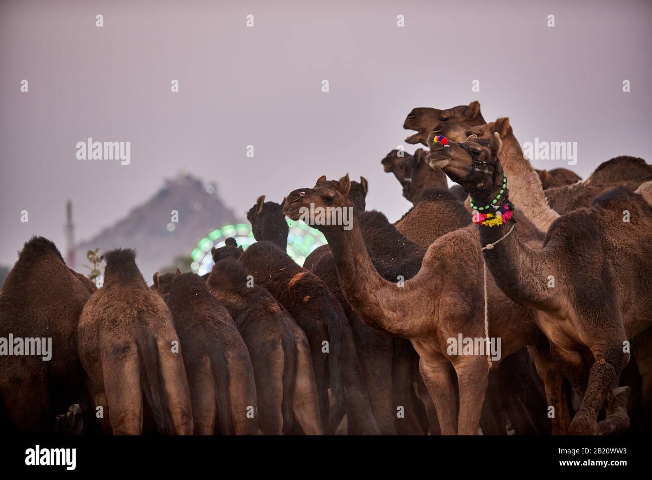 Los camellos delante de la rueda de la fortuna, el recinto ferial en la feria de ganado y camellos Pushkar Mela, Pushkar, Rajastán, India Foto de stock