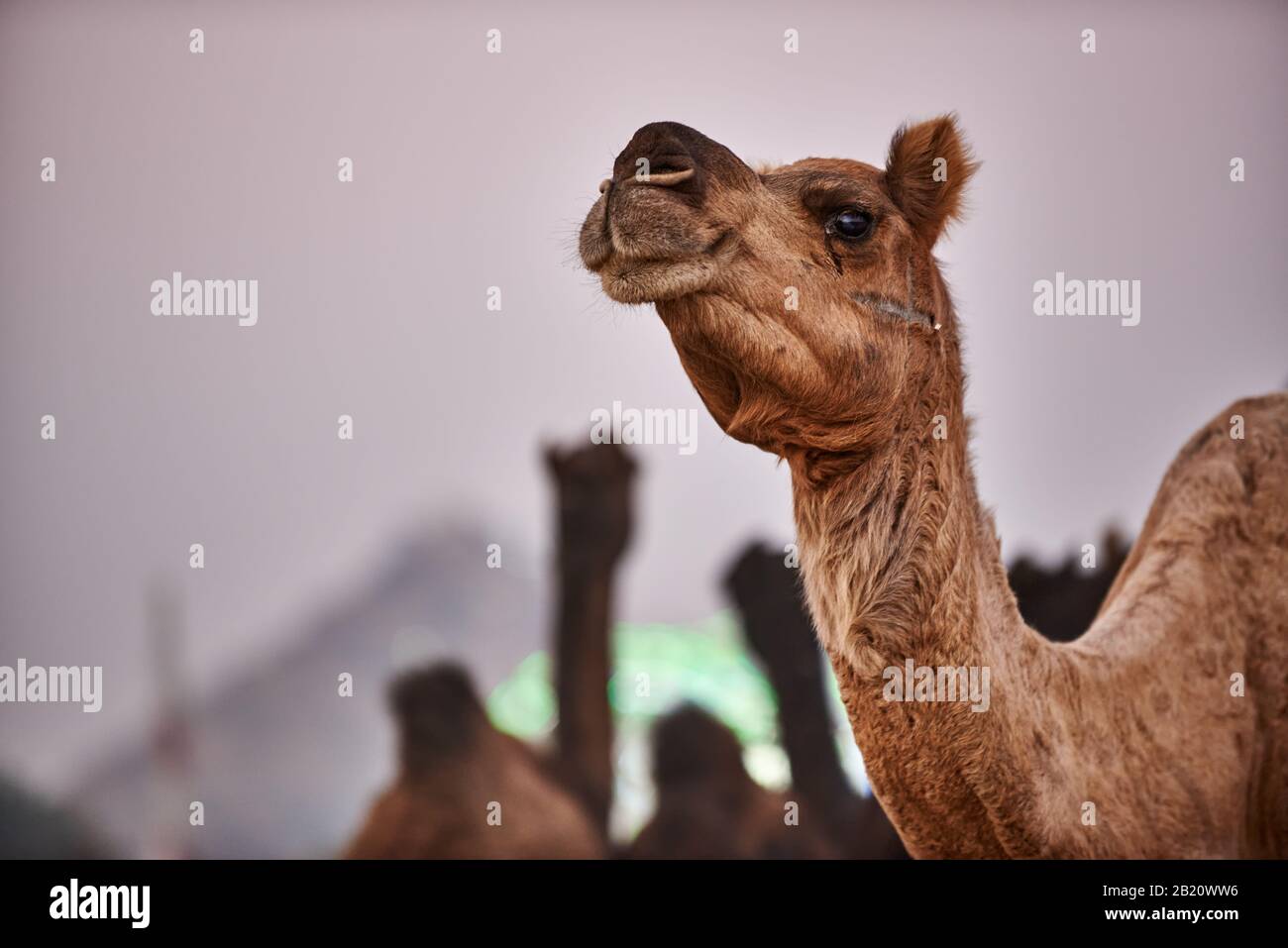 Los camellos delante de la rueda de la fortuna, el recinto ferial en la feria de ganado y camellos Pushkar Mela, Pushkar, Rajastán, India Foto de stock