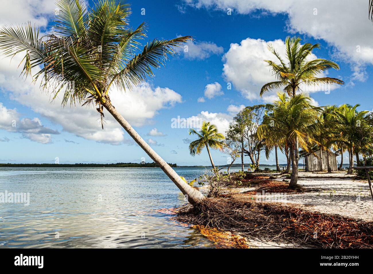 Palmeras de coco en una playa tropical en la Isla Goio, en la Bahía Camamu. Marau, Bahía, Brasil. Foto de stock