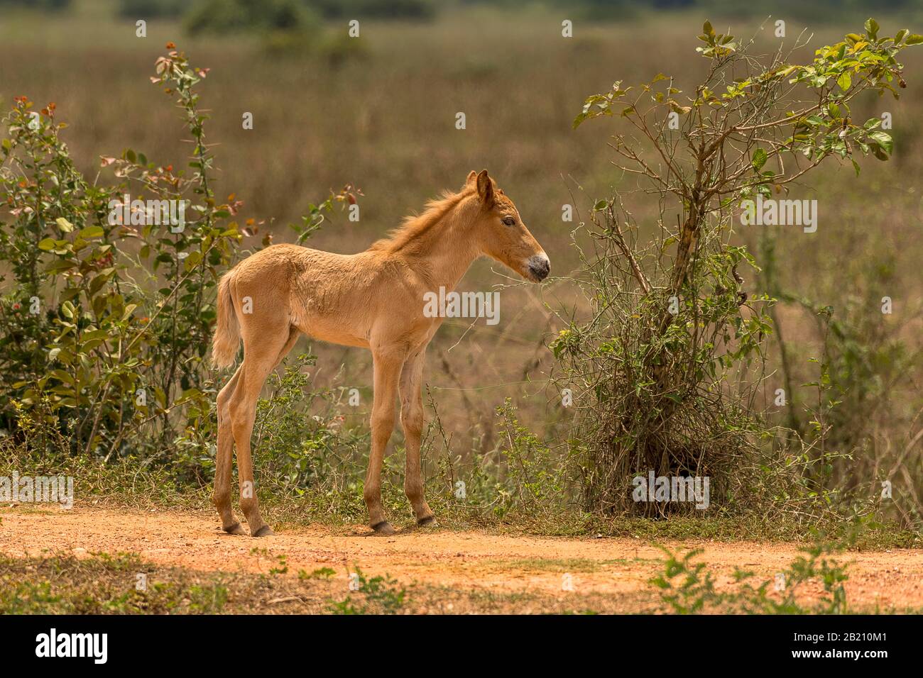 Foal, Pousada Pouso Alegre, Pantanal, Mato Grosso, Brasil Foto de stock