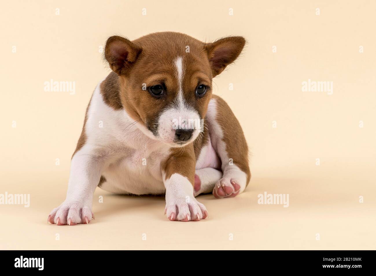 Basenji o Congo Terrier (Canis lupus familiaris), animal joven, 6 semanas, rojo/blanco, crouched, desde el frente, estudio filmado con color arena Foto de stock