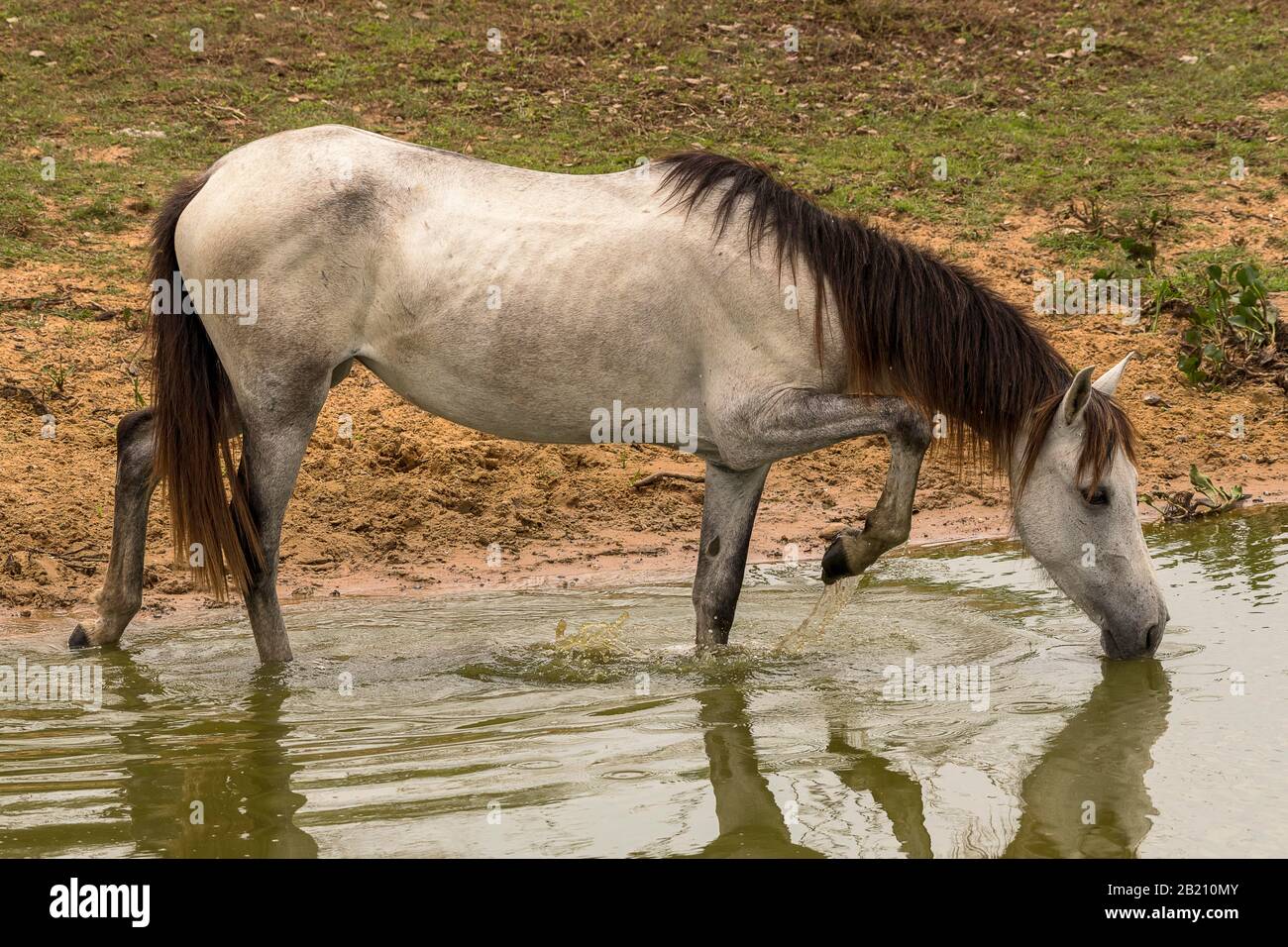 Bebidas a caballo del río, Pousada Pouso Alegre, Pantanal, Mato Grosso, Brasil Foto de stock