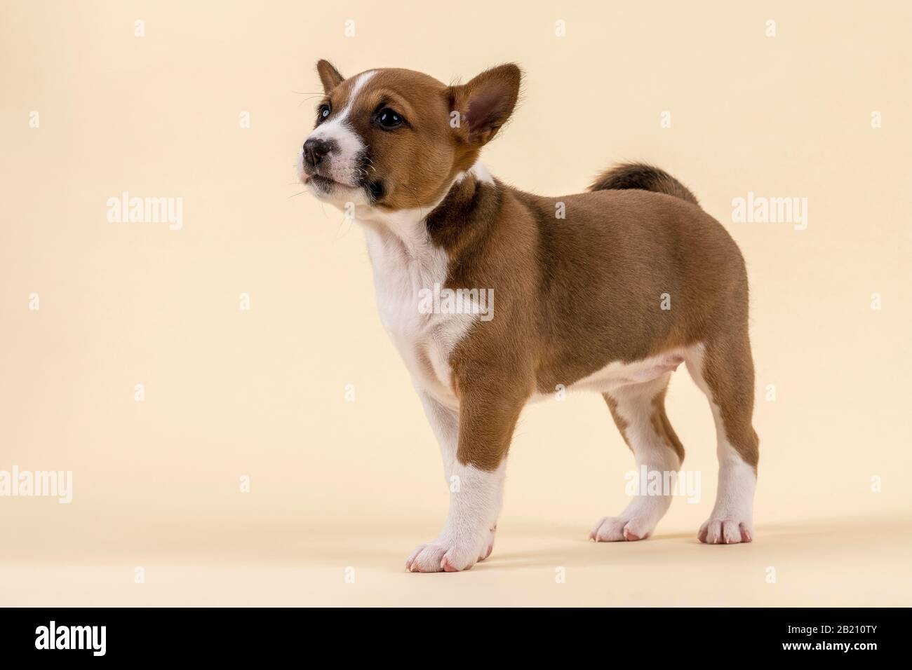 Basenji o Congo Terrier (Canis lupus familiaris), animal joven, 6 semanas, rojo/blanco, de pie, lateral, disparo de estudio con fondo de color arena Foto de stock