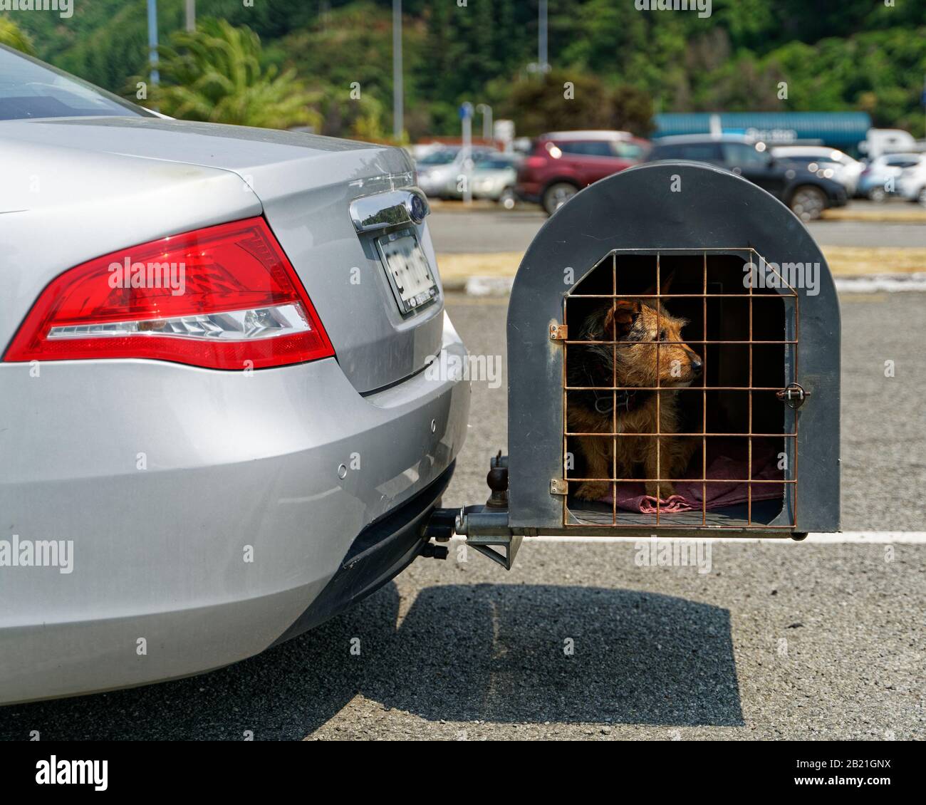 Jaula de perro para coche fotografías e imágenes de alta resolución - Alamy