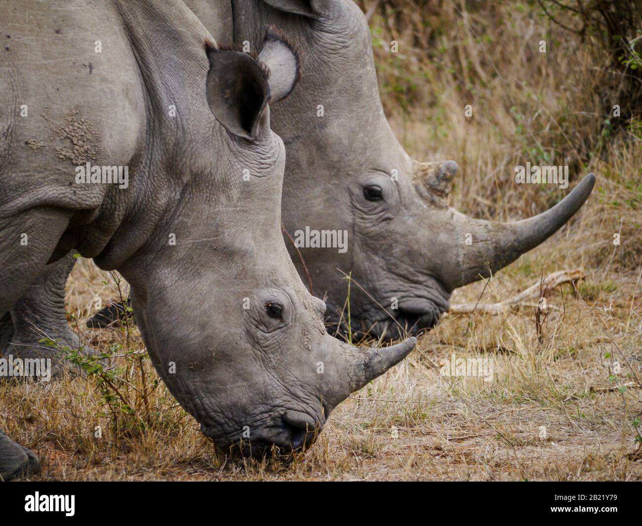 Primer plano de una madre y un rinoceronte prematuro de labio cuadrado (Ceratotherium simum) con sus cabezas abajo en la hierba para comer un poco de verde fresco en Kruger Na Foto de stock